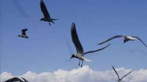 Леонид Утёсов - Тайна