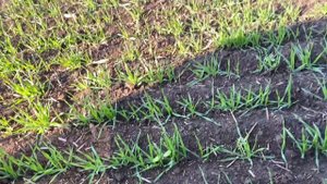 Внесение КАС 32