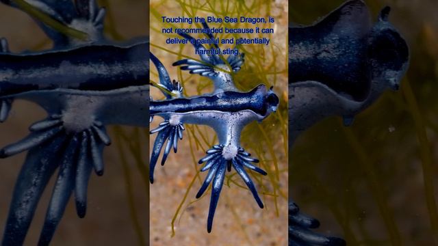 The Blue Sea Dragon - Glaucus atlanticus