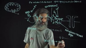 Цитология. Лекция 54. Окислительное фосфорилирование