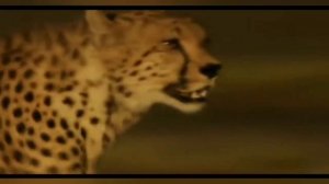 Самое быстрое наземное млекопитающее Гепард