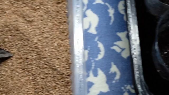 Плесень на земле / Лобелия рассада / Уход за рассадой смотреть онлайн