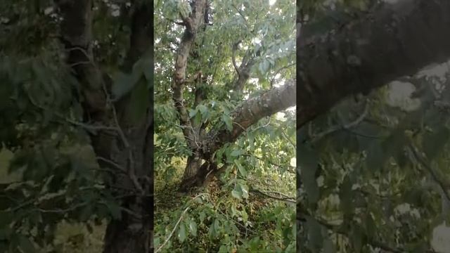 Как и где растет черешня в России и в мире, условия...