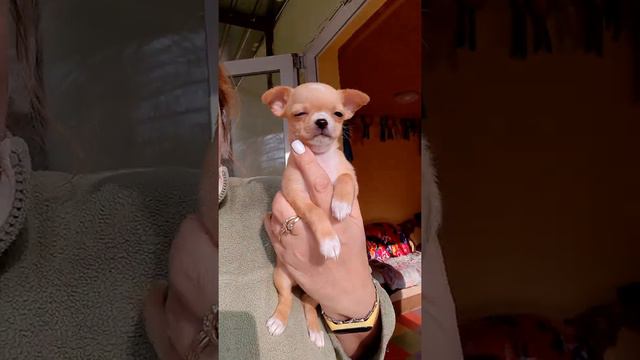 продажа щенков чихуахуа Кастропуло Крым Симферополь Марфа Филипповна миниатюрная крошка 89787458062 смотреть онлайн