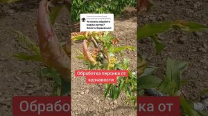 Обработка персика от курчавости