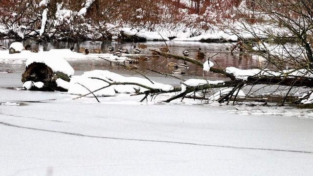 Silent Storm: Embracing the Tranquility and Grandeur of Falling Snow #family