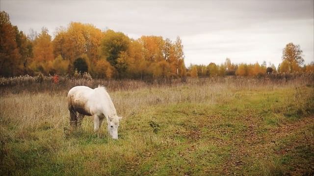 Михаил Евдокимов  " Я домой вернулся " смотреть онлайн