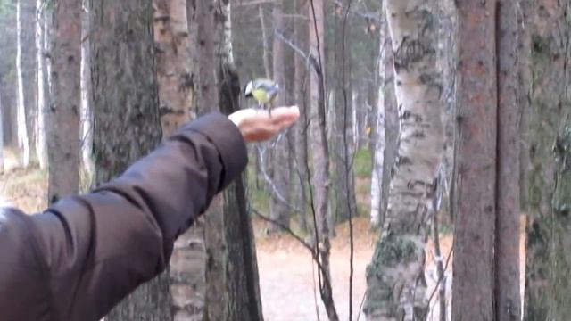 Белки Ягринского бора.mpg смотреть онлайн