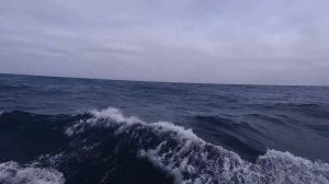 "Крузенштерн" вошёл в "ревущие" сороковые широты [9.02.2020]