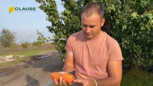 🍅МАКАН F1🍅 Хороший насыщенный розовый цвет. Стандартные плоды весом 220-250 грамм