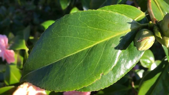 Camellia - leaf & bud close up - April 2018 смотреть онлайн