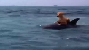 ЧТО ТАКОЕ НАСТОЯЩАЯ ДРУЖБА?