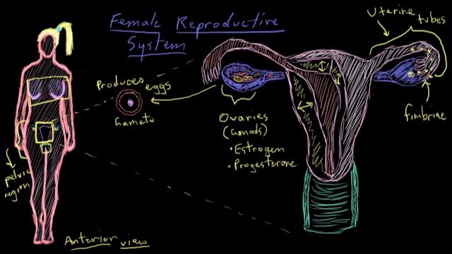 Khan Academy - Anatomy of the Female Reproductive System