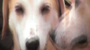 Всероссийская выставка гончих 2009г,