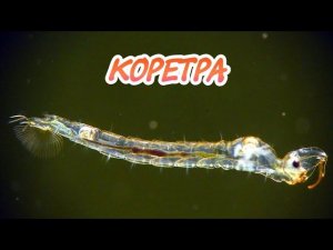КОРЕТРА. КОРМЛЕНИЕ АКВАРИУМНЫХ РЫБОК.