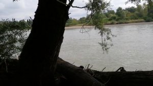 Природа Краснодарского края. Река Кубань. Лес возле реки.