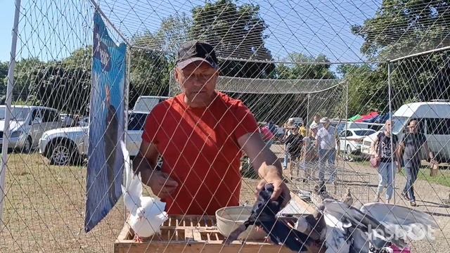 30.07.23. Птичий рынок г.Кропоткин ???/Рома Донецкий #кубань #Кропоткин #птичийрынок