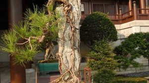 Hong Kong, Bonsai, 2019