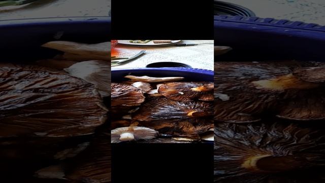 Грибочки