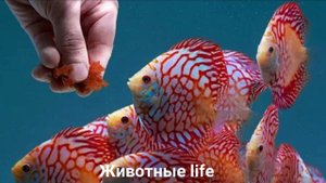 ДИСКУС ?/Животные life/Рыбы/Животные/Интересные факты