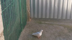 Кормлю голубей. Сапсан начал патрулировать/I feed the pigeons. Peregrine Falcon patrol territory