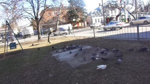 Ошибку не удалось исправить...Подкармливаю голубей и ворон .