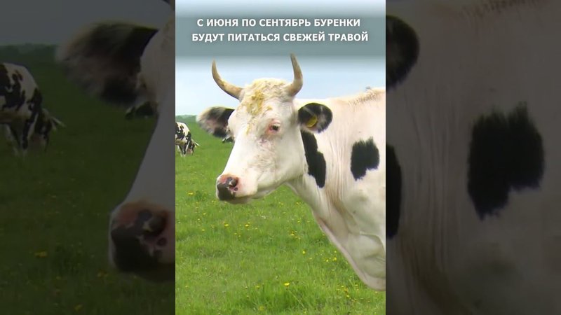 Летний режим содержания животных