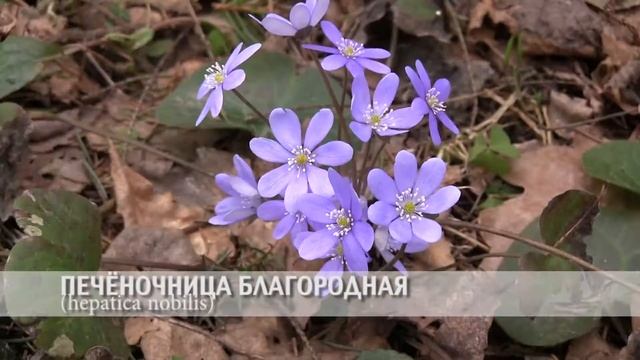 печёночница благородная