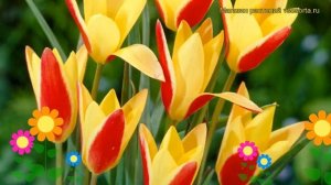 Тюльпан фостера Клузиана Синтия. Краткий обзор, описание характеристик Clusiana Cynthia