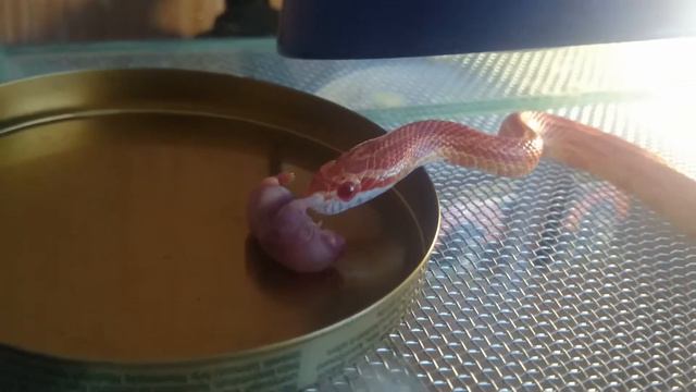 Последнии голыши для маиса... смотреть онлайн