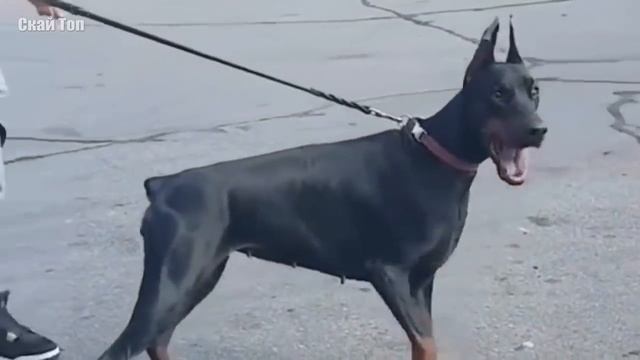 Лучшие СЛУЖЕБНЫЕ собаки в мире! смотреть онлайн