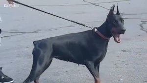 Лучшие СЛУЖЕБНЫЕ собаки в мире!