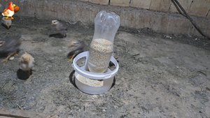 Кормушка цыплятам, в которой точно не будет помёта ???