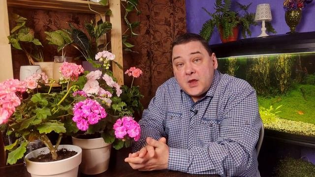 Как спасти пересушенное растение. Пошаговая инструкция