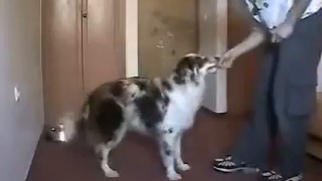 Кликер -дрессировка собак: 6)Стоять