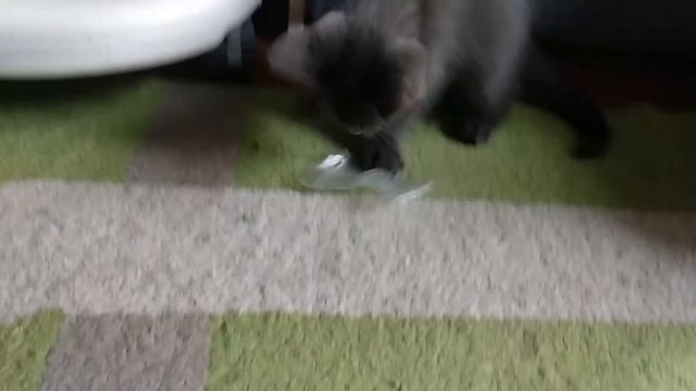 Мы подобрали котенка. Первые дни адаптации. Думаем как назвать котенка. смотреть онлайн