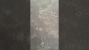 Стук форсунки Пежо 307 2.0 hdi