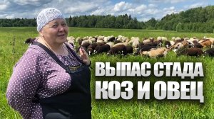 Выпас стада коз и овец на поле. Экономика фермы.