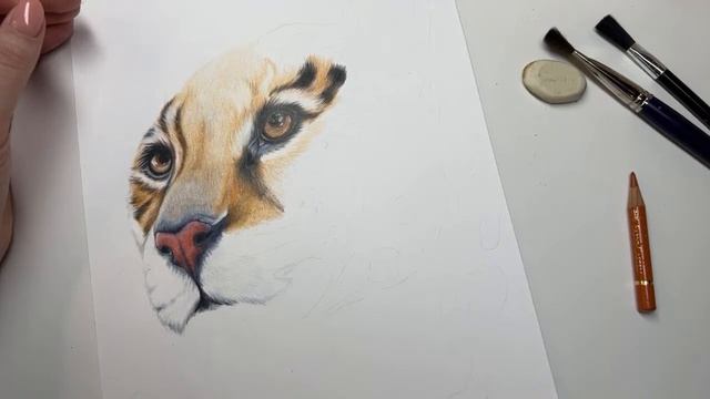 Леопард цветными карандашами. Часть III [Derwent, Caran d’Ache, Faber Castell] смотреть онлайн