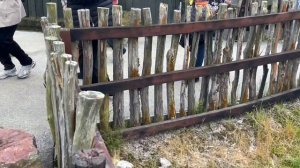 Как сегодня живут маори.