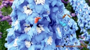 Дельфиниум высокий Мэджик Фонтэйнс Мид Блю Вайт Би ? обзор: как сажать, семена дельфиниума