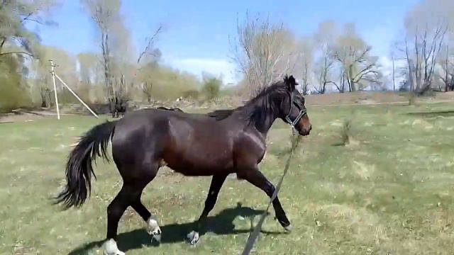 🌿ЛЕТО НА КОНЮШНЕ🌿ЧАСТЬ ТОГО КАК МЫ ПРОВОДИМ ВРЕМЯ🐴 смотреть онлайн