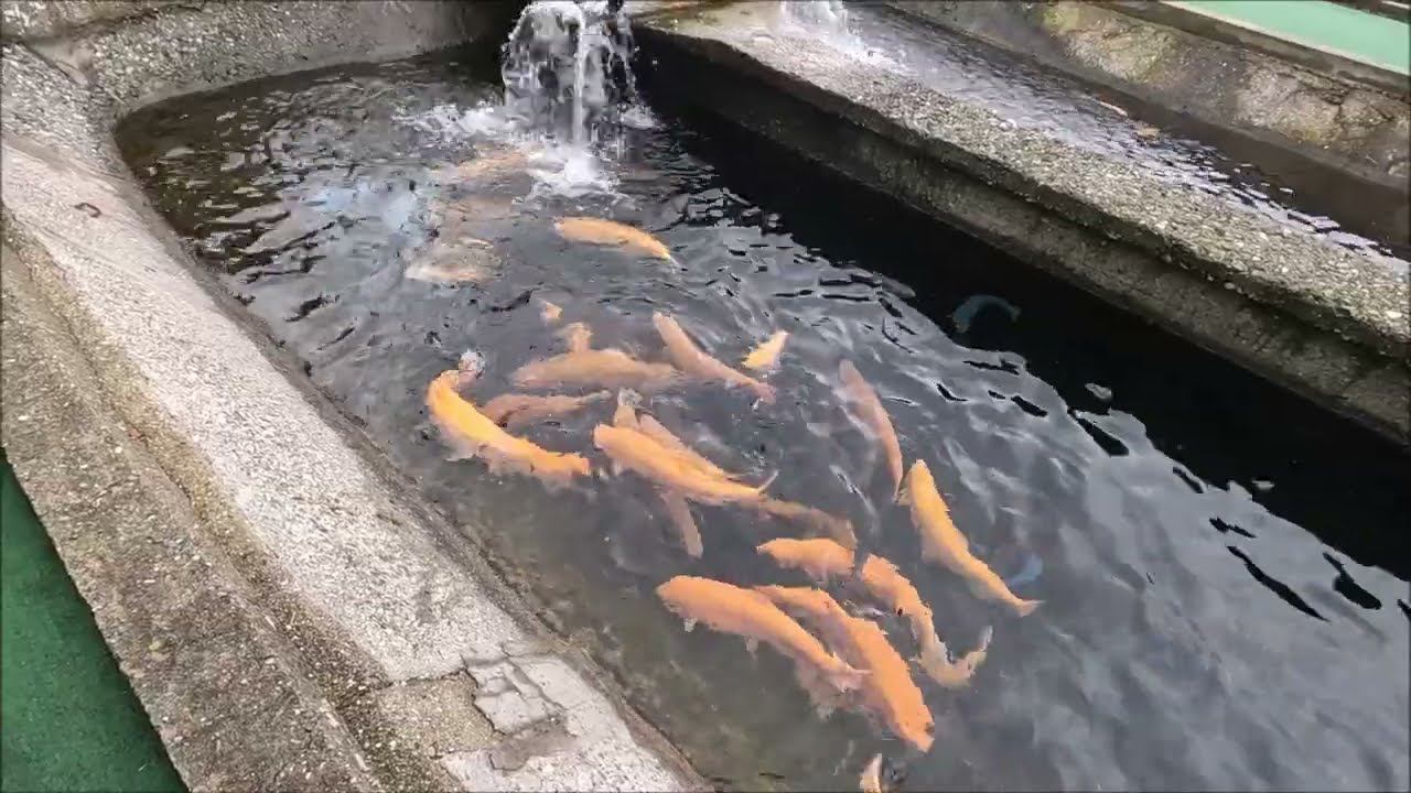 Форелевое хозяйство в Адлере. смотреть онлайн