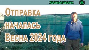 Начинается отправка сеянцев хвойных растений! Сезон Весна 2024 года! Питомник "Хвойный дворик"