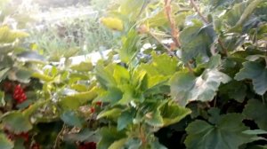 Смородина Ровада. Супер урожайный сорт с шикарной ягодой!