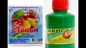 ФЛОКСЫ В САДУ. КАК ДОБИТЬСЯ ПЫШНОГО ЦВЕТЕНИЯ ФЛОКСОВ В САДУ.