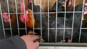 Куры остались без петуха, но яйца несут оплодные. Сколько это может продолжаться?