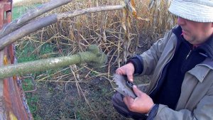 Косим кукурузу мотокосой