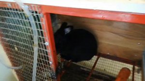 Крольчатам 10 дней. Какими они стали.