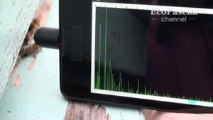 Новое слово в пчеловодстве: Часть 5 - Частотный анализатор состояния пчелиных семей